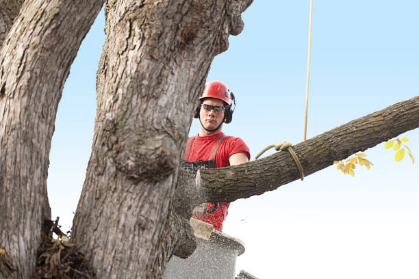 Trusted North Hornell, NY Tree Care Experts
